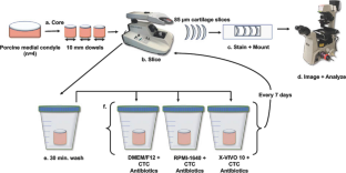 Effect of storage media on chondrocyte viability during cold storage of osteochondral dowels.