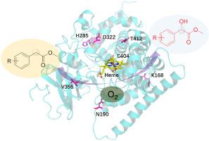 Biocatalytic stereoselective synthesis of methyl mandelates by engineering a cytochrome P450 hydroxylase