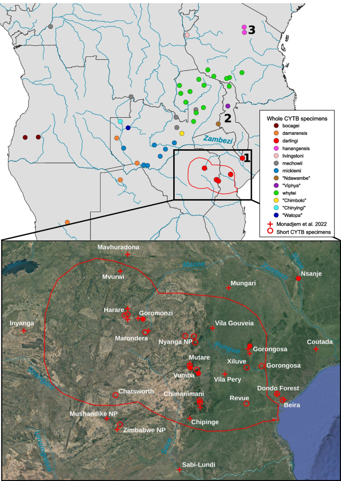 The biology of an isolated Mashona mole-rat population from southern Malawi, with implications for the diversity and biogeography of the genus Fukomys