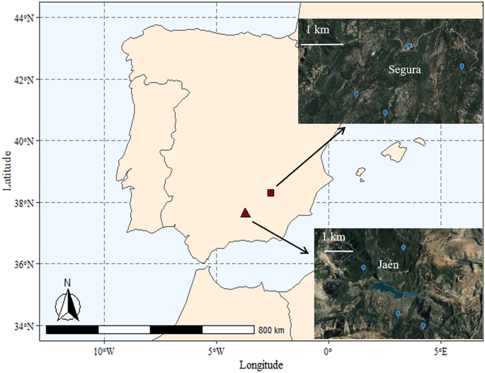 Scale dependency of ectomycorrhizal fungal community assembly processes in Mediterranean mixed forests