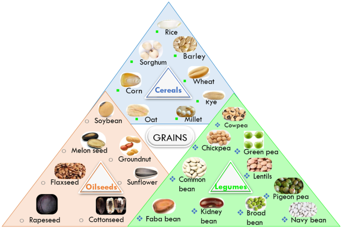 Recent Advances in the Drying Process of Grains