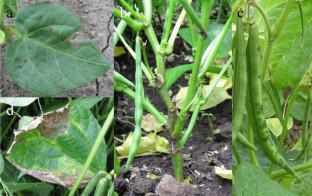 Pseudomonas amygdali (syn. Pseudomonas savastanoi) pv. adzukicola pv. nov., causal agent of bacterial stem rot of adzuki bean