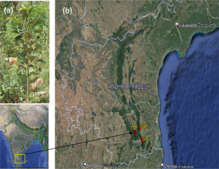 Genome sequencing and characterization of microsatellite markers of Pterocarpus santalinus L.f.: an economically important endangered tree of Eastern Ghats, India