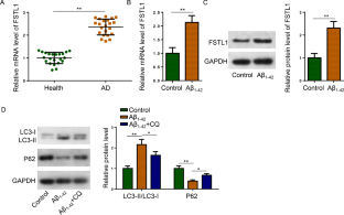 H3K27 acetylation-induced FSTL1 upregulation by P300/RUNX1 co-activation exacerbated autophagy-mediated neuronal damage and NF-κB-stimulated inflammation in Alzheimer's disease.