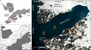 Historical review and contribution to the knowledge of Amythas membranifera (Ampharetidae): an integrative perspective of an Antarctic polychaete