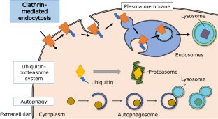 Significance of the association between early embryonic development and endocytosis.