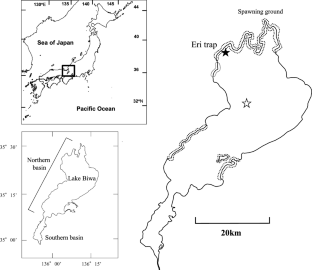 Differences in spawning migration timing and mortality between males and females of the pelagic goby Gymnogobius isaza in Lake Biwa, central Japan