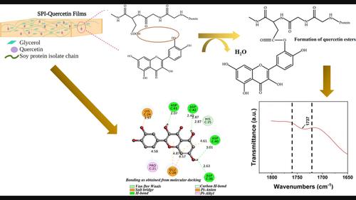 Structural, material and antibacterial properties of quercetin incorporated soy protein isolate films and its binding behavior through molecular docking