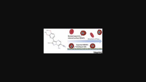 The Medicines for Malaria Venture Malaria Box contains inhibitors of protein secretion in Plasmodium falciparum blood stage parasites.