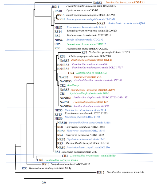 How the right evolved partners in Cycads and Legumes drive enhanced growth in a harsh environment