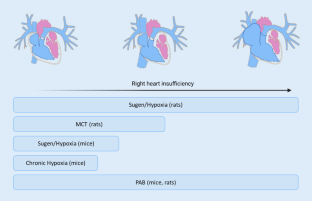 Right ventricular failure in pulmonary hypertension: recent insights from experimental models.