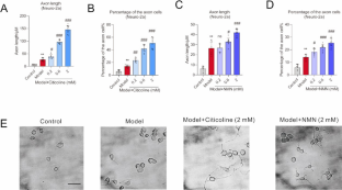 The Combination of Citicoline and Nicotinamide Mononucleotide Induces Neurite Outgrowth and Mitigates Vascular Cognitive Impairment via SIRT1/CREB Pathway.