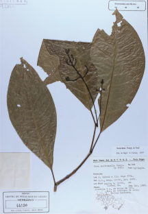 Two new species of Neea (Nyctaginaceae: Pisonieae) from humid forests in northern and northeastern Brazil