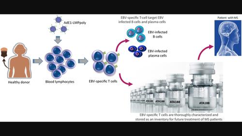 Adoptive T-cell therapy targeting Epstein–Barr virus as a treatment for multiple sclerosis