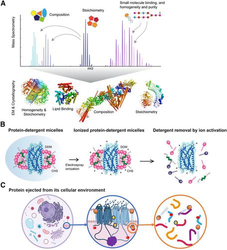 G Protein-Coupled Receptor Pharmacology-Insights from Mass Spectrometry.