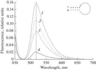 Intramolecular Interactions in the Fluorophore–Quencher System in Linear and Hairpin Probes for Real-Time PCR