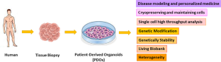 The organoid as reliable cancer modeling in personalized medicine, does applicable in precision medicine of head and neck squamous cell carcinoma?