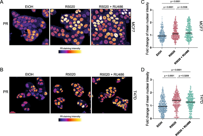 A molecular toolbox to study progesterone receptor signaling.