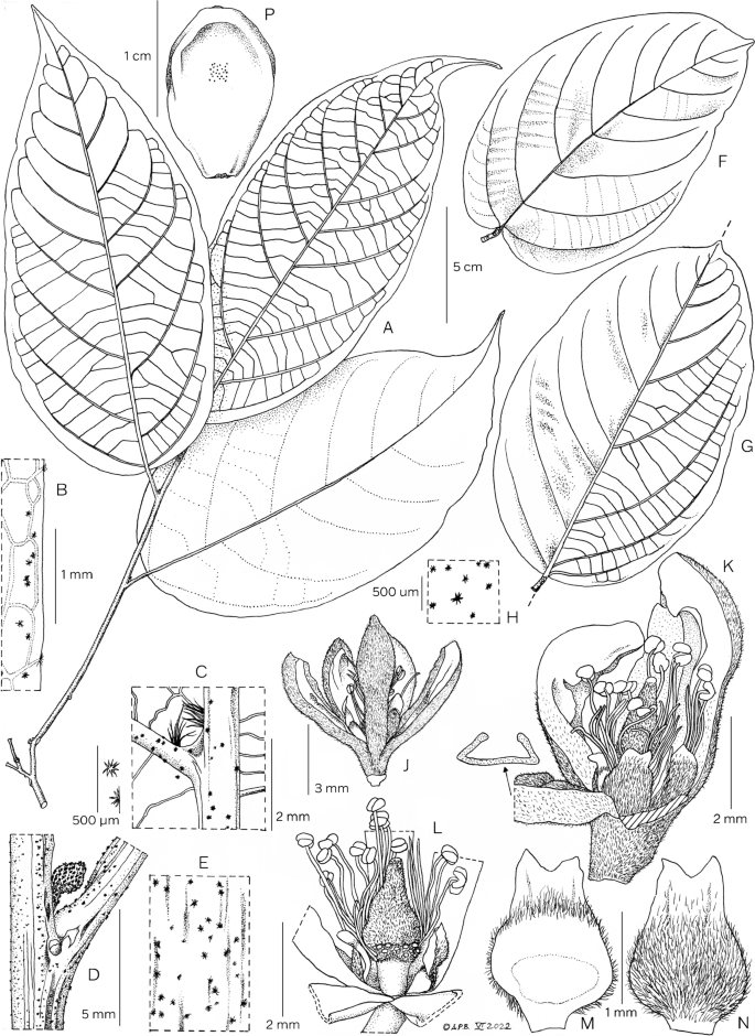 A massive Critically Endangered cloud forest tree, Microcos rumpi (Grewiaceae) new to science from the Rumpi Hills, SW Region, Cameroon