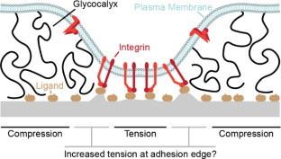 Can a bulky glycocalyx promote catch bonding in early integrin adhesion? Perhaps a bit