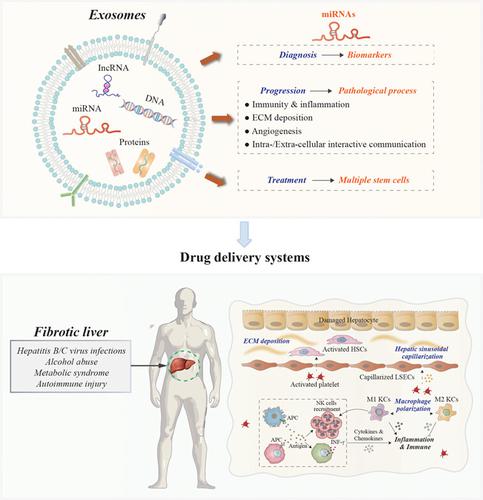 microRNAs-based diagnostic and therapeutic applications in liver fibrosis.