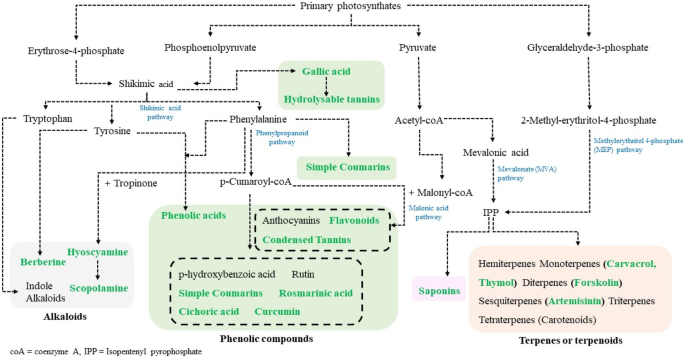 Arbuscular mycorrhizal fungi and production of secondary metabolites in medicinal plants.