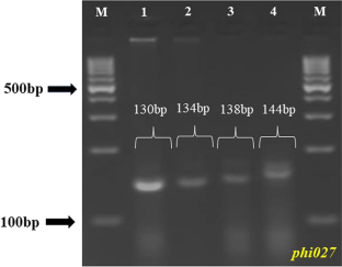 Variability for kernel starch components in Indian maize germplasm and identification of polymorphic molecular marker for selected waxy maize genotypes