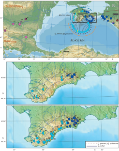 Phylogeography of Oaks in the Crimea Reveals Pleistocene Refugia and Migration Routes