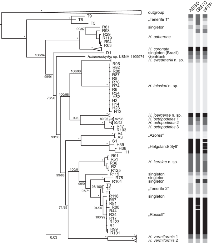 Comparative molecular and morphological species delineation of Halammohydra Remane, 1927 (Hydrozoa)—with the description of four new species