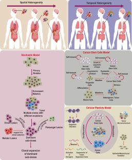 Cancer cell plasticity, stem cell factors, and therapy resistance: how are they linked?