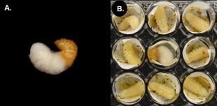 A scientific note on the transmission of chalkbrood via field collected pollen