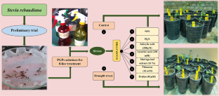 Evaluating the Morpho-physiological Responses of Stevia (Stevia rebaudiana) to Foliar Application of Various Plant Growth Promoters Under Drought Stress