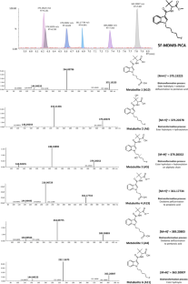 Methyl (S)-2-(1-7 (5-fluoropentyl)-1H-indole-3-carboxamido)-3,3-dimethylbutanoate (5F-MDMB-PICA) intoxication in a child with identification of two new metabolites (ultra-high-performance liquid chromatography-tandem mass spectrometry).