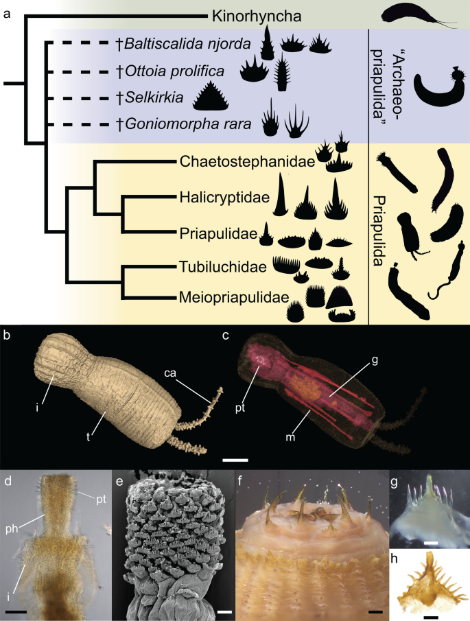 Geometric morphometrics of macro- and meiofaunal priapulid pharyngeal teeth provides a proxy for studying Cambrian “tooth taxa”