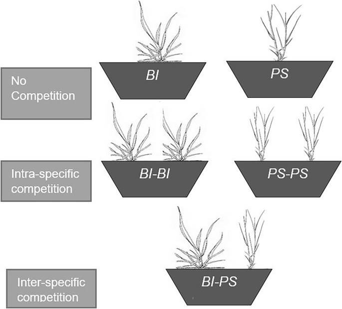 Belowground growth strategies of native and invasive rhizomatous perennial grasses in response to precipitation variability, clipping, and competition