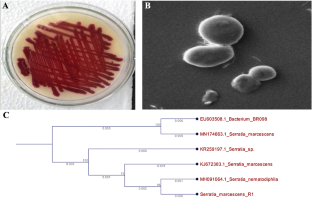 Growth Kinetics of Prodigiosin (Food Color) Produced by Novel Serratia marcescens bhu prodig Under Submerged Fermentation (SMF).
