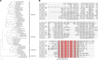 The activation of the NAC transcription factor by Poplar PtrGATA9 facilitates the secondary cell wall deposition of interfascicular fiber cell in Arabidopsis