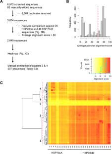 Genomic loss of the HSP70cA gene in the vertebrate lineage.