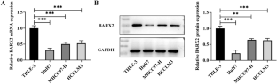 BarH-Like Homeobox 2 Suppresses Cell Proliferation, Invasion, and Angiogenesis in Hepatocellular Carcinoma by Activating N-Acetylgalactosaminyltransferase 4.