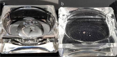 The use of hand-sanitiser gel facilitates combined morphological and genetic analysis of shelled pteropods