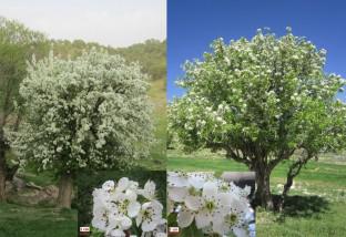 Phenotypic characterization of Pyrus glabra Boiss. and P. syriaca Boiss.: implications for conservation and utilization