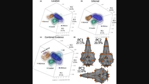 Skull morphology of bottlenose dolphins worldwide and patterns of adaptation between coastal and offshore environments