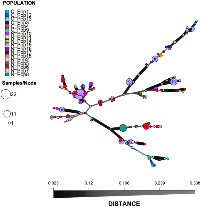 Genetic insights into pepper-bark tree (Warburgia salutaris) reproduction in South Africa