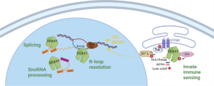 Germline and Somatic Defects in DDX41 and its Impact on Myeloid Neoplasms.