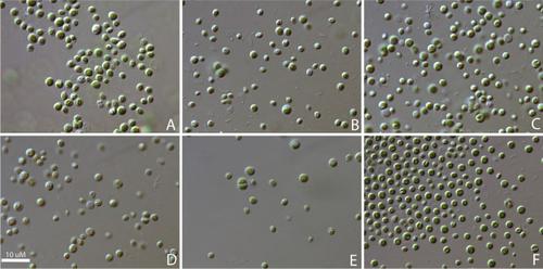 Algal symbionts of the freshwater sponge Ephydatia muelleri