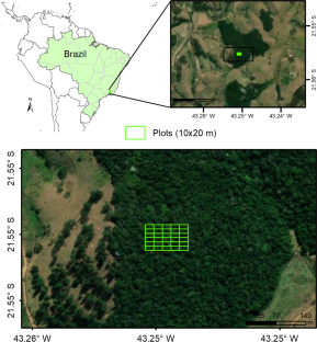 Interactions of structural and functional characteristics of trees and bamboo in an Atlantic semideciduous forest in Southeast Brazil