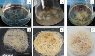 Obtaining of adventitious roots culture of Allochrusa gypsophiloides: saponins-bearing endemic rare species