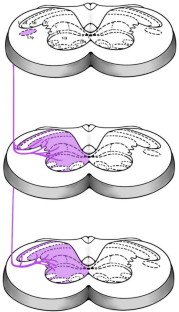 Homologies of spinal ascending nociceptive pathways between rats and macaques: can we transpose to human? A review and analysis of the literature.