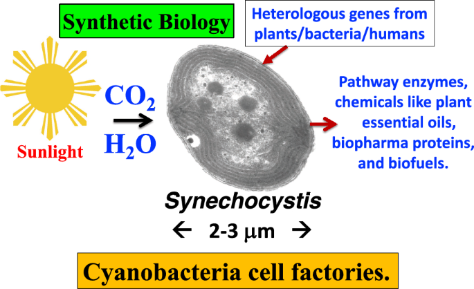 Perspectives of cyanobacterial cell factories.