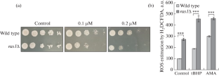 Inactivation of Ras1 in Fission Yeast Aggravates the Oxidative Stress Response Induced by Tert Butyl Hydroperoxide (tBHP)